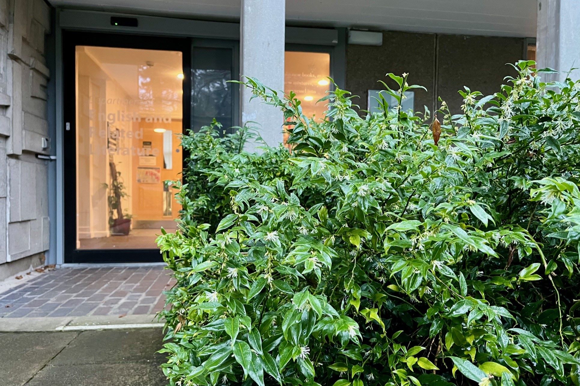 Christmas Box (Sarcococca confusa), outside Derwent J Block on Campus West